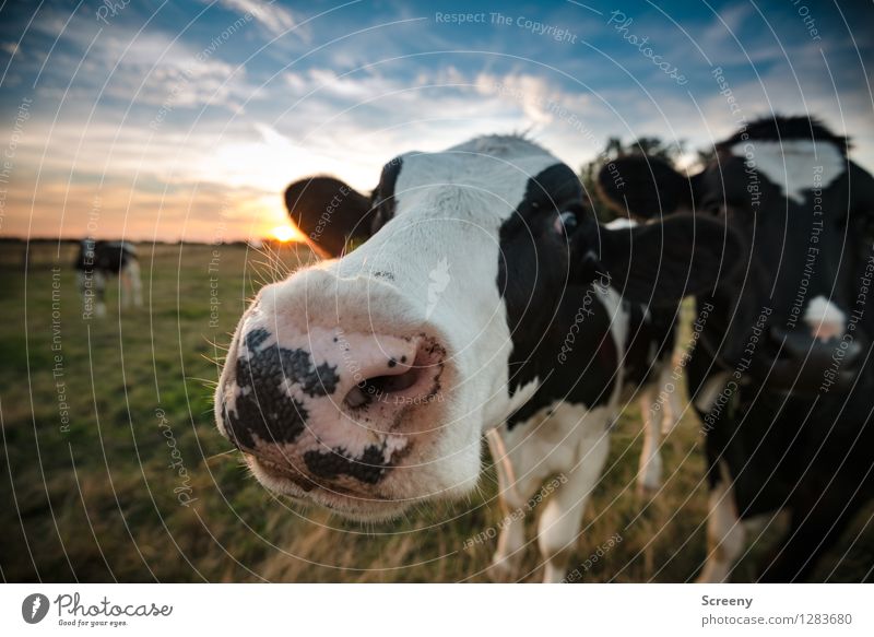 What? Landwirtschaft Forstwirtschaft Natur Landschaft Pflanze Tier Himmel Wolken Sonnenaufgang Sonnenuntergang Sonnenlicht Sommer Schönes Wetter Gras Wiese Feld