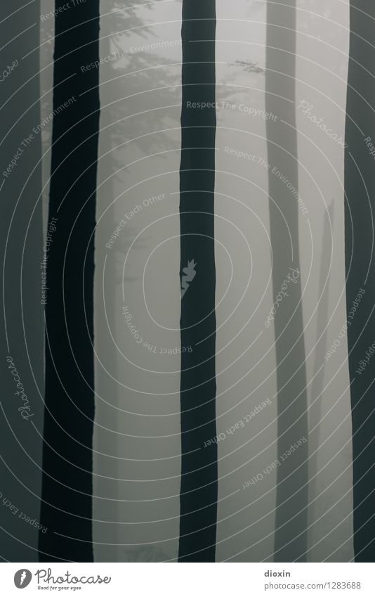 Nachdemregenwald [17] Umwelt Natur Pflanze schlechtes Wetter Nebel Regen Baum Baumstamm Wald Urwald Pfälzerwald Wachstum nass natürlich Farbfoto Gedeckte Farben