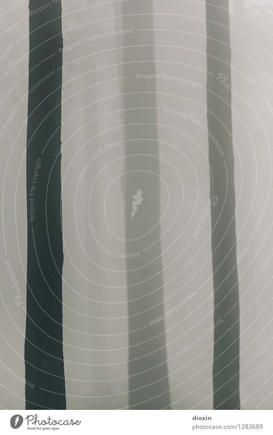 Nachdemregenwald [3] Umwelt Natur Pflanze Klima Wetter schlechtes Wetter Nebel Regen Baum Baumstamm Wald Urwald Pfälzerwald Farbfoto Außenaufnahme