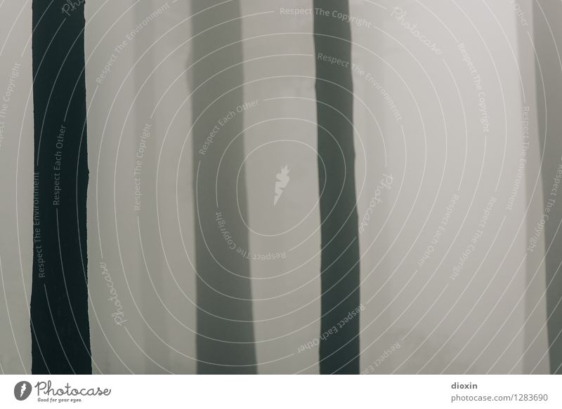 Nachdemregenwald [4] Umwelt Natur Pflanze Klima Wetter schlechtes Wetter Nebel Regen Baum Baumstamm Wald Urwald Pfälzerwald Farbfoto Außenaufnahme Menschenleer