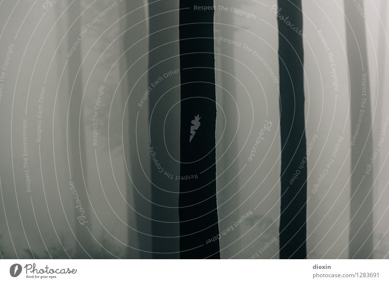 Nachdemregenwald [2] Umwelt Natur Pflanze Klima Wetter schlechtes Wetter Nebel Regen Baum Baumstamm Wald Urwald Pfälzerwald Farbfoto Außenaufnahme Menschenleer