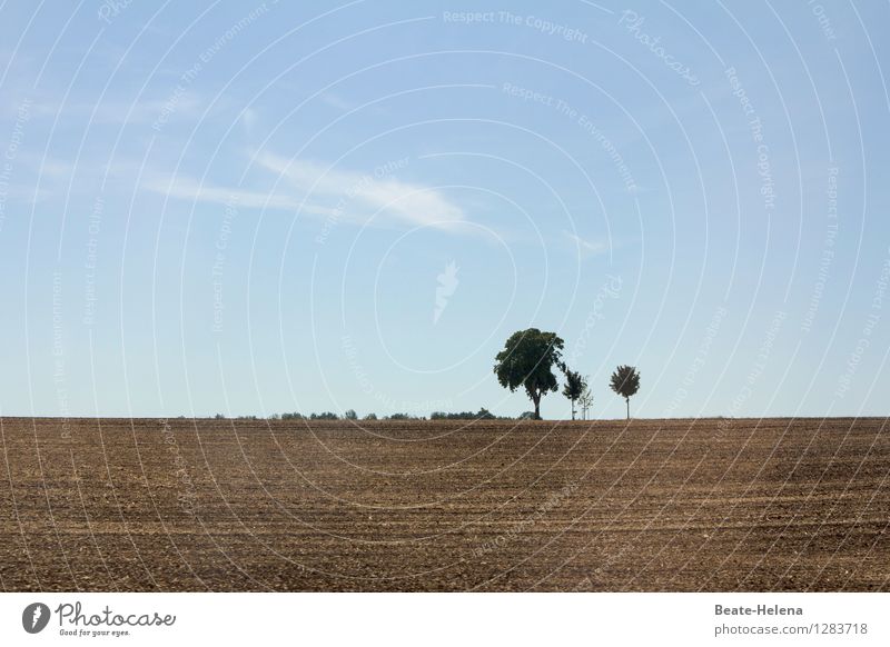 Auf ein Neues ... Natur Landschaft Erde Himmel Wolken Herbst Pflanze Baum Feld atmen berühren stehen warten ästhetisch Freundlichkeit hell neu Neugier blau