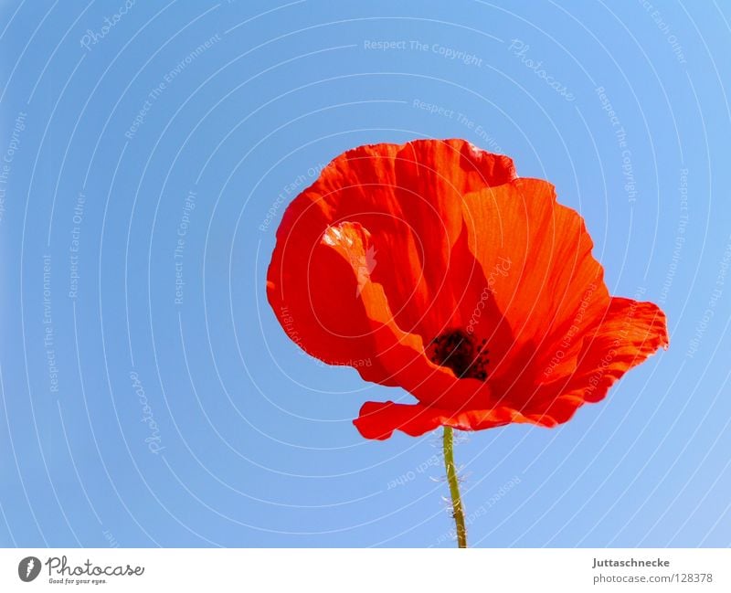 Bügelfrei Mohn rot Blume Sommer Pflanze Wachstum schön zart Feld Wiese Falte Schönes Wetter himmelblau Klatschmohn Blüte Blütenblatt Mohnblüte Juttaschnecke