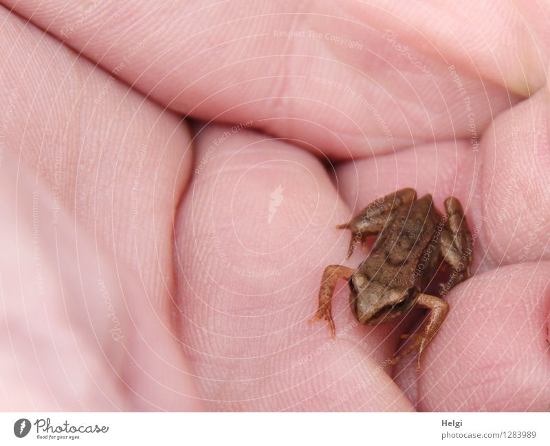 Winzling Hand Tier Wildtier Frosch 1 Tierjunges sitzen warten außergewöhnlich einzigartig klein braun rosa achtsam Beginn Leben Natur Umwelt winzig Farbfoto