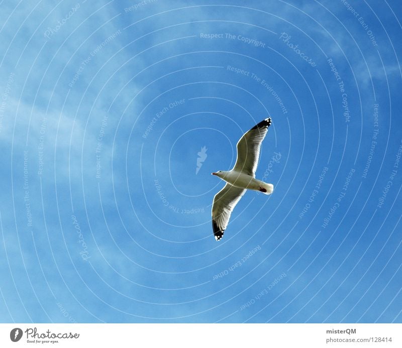 Wenn ich ein Vöglein wär... Möwe Vogel Meer Wolken Strand Ferien & Urlaub & Reisen Luft See Silbermöwe Sinnbild Kunst Ferne Himmel Schnabel Flügel Gewässer