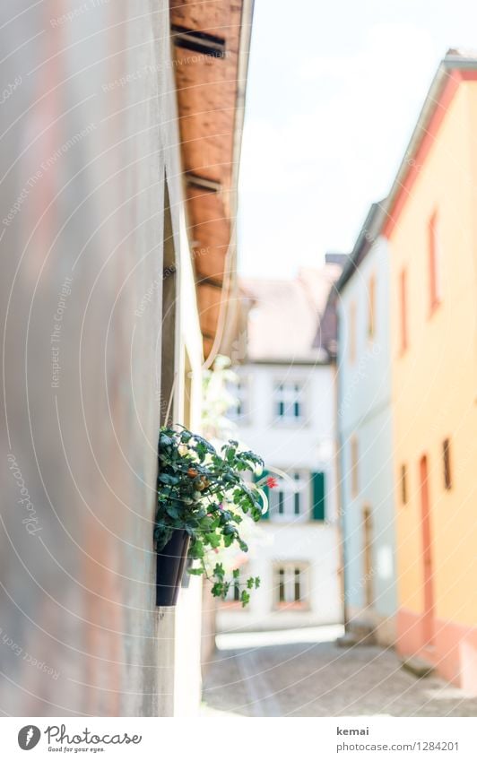 0815 AST | Stadtgarten Gemüse Tomate Ernährung Bioprodukte Vegetarische Ernährung Slowfood Altstadt Menschenleer Haus Mauer Wand Wachstum ästhetisch