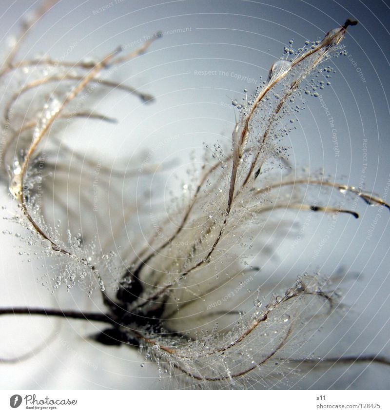 FlauschigNass weich kuschlig fein zart leicht nass Spermien chaotisch verwickelt Glätte Wassertropfen Herbst Baum Wachstum Jahreszeiten kalt Winter