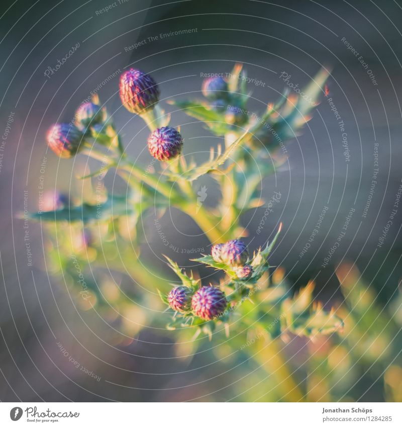 Distelknospen Umwelt Natur Landschaft Pflanze Sommer Schönes Wetter Blume Blatt Blüte Grünpflanze Wildpflanze Garten Park Wiese Feld Spitze stachelig