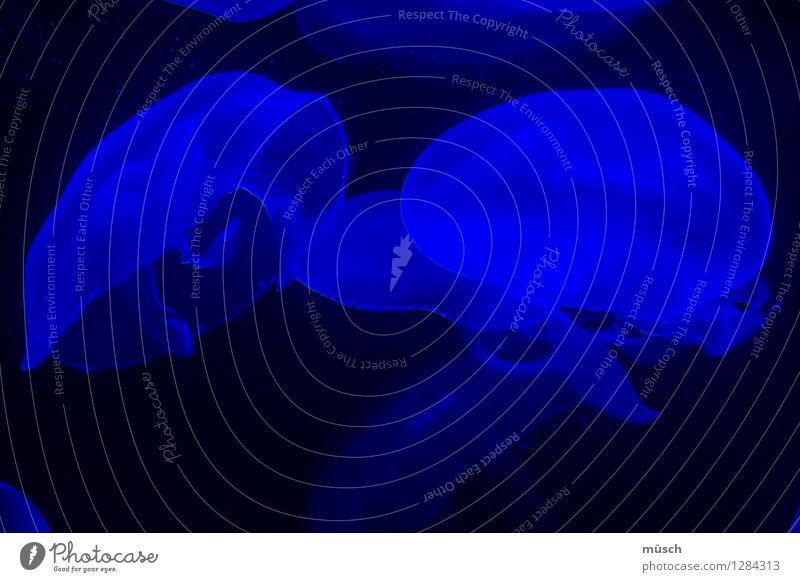 blaue Quallen Tier Wasser Zoo Aquarium 2 Schwarm berühren Bewegung Erholung Kommunizieren tauchen träumen ästhetisch maritim weich schwarz Kraft ruhig Weisheit