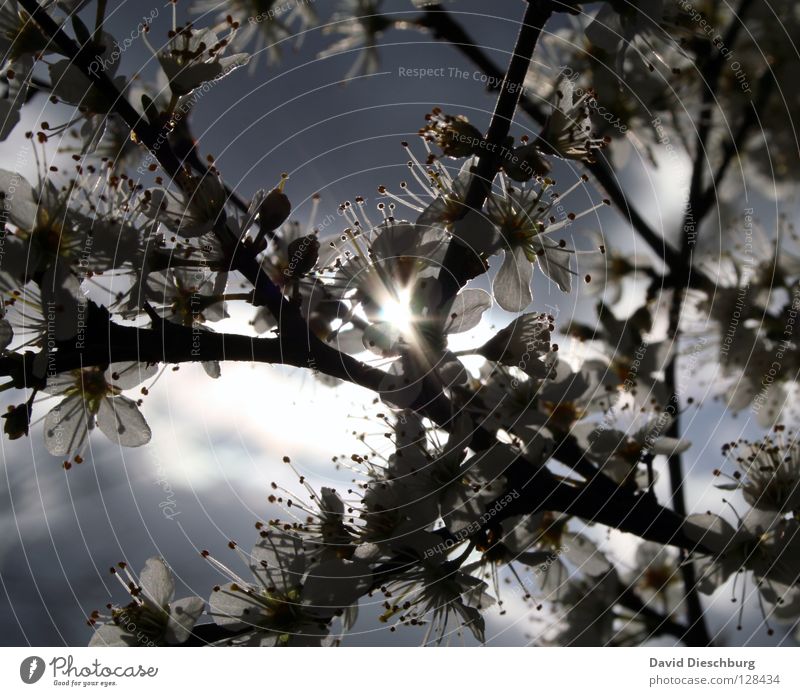 Light in the flowers Blume Blüte Baum Sträucher Licht Sonnenstrahlen Beleuchtung Sommer Frühling Physik schwarz Wachstum sprießen gedeihen tanken dunkel Ast