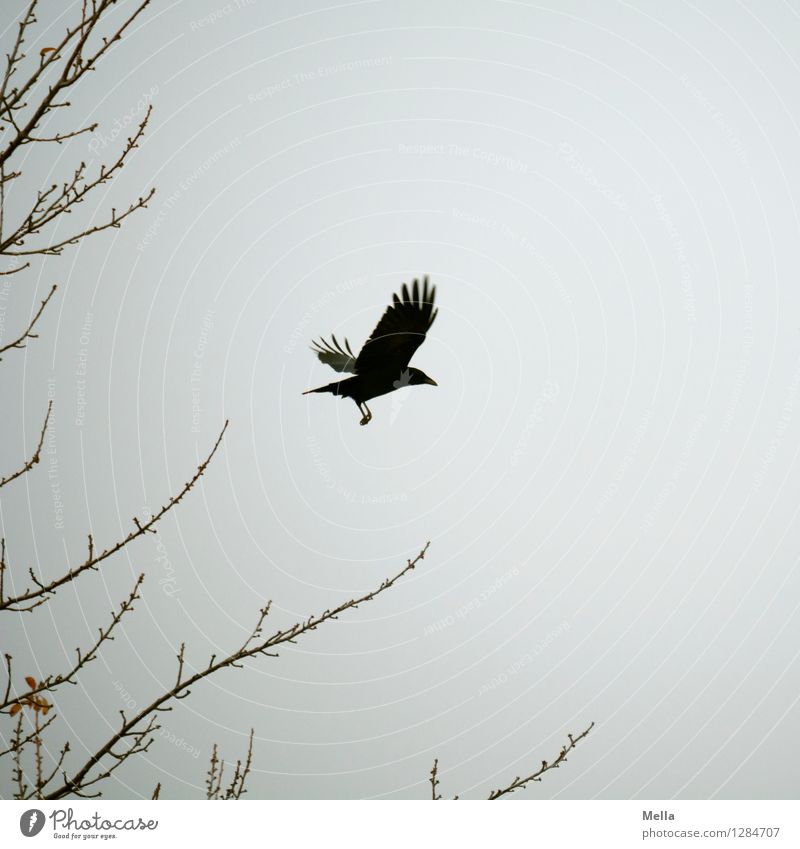 Abgehoben Umwelt Natur Luft Himmel Pflanze Ast Tier Vogel Krähe Rabenvögel 1 fliegen frei natürlich trist grau Stimmung Freiheit Flügel gleiten Abheben Farbfoto