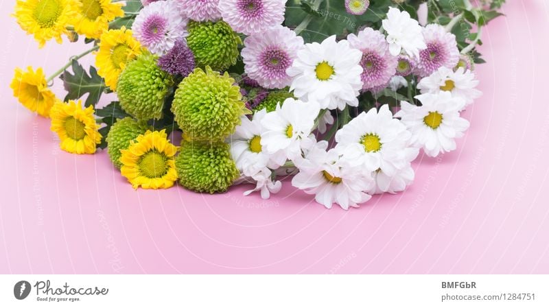 Blumige Bordüre Pflanze Blume Blüte Dahlien Margerite Blumenstrauß Duft Freundlichkeit Fröhlichkeit frisch schön natürlich positiv mehrfarbig gelb grün rosa