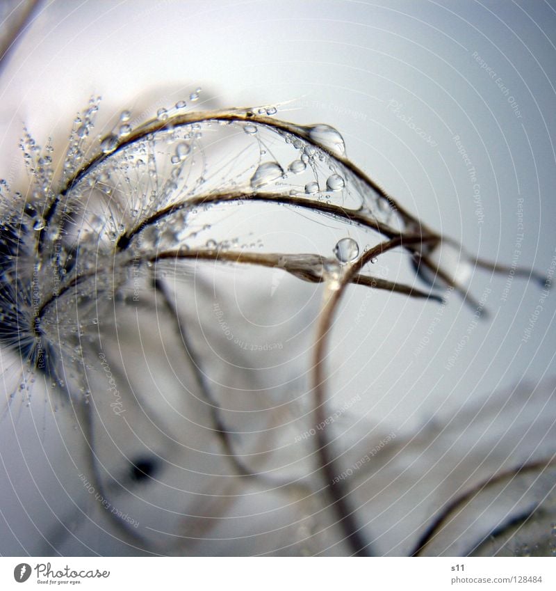 FlauschigNass II weich kuschlig fein zart leicht nass Spermien chaotisch verwickelt Glätte Wassertropfen Herbst Baum Wachstum Jahreszeiten kalt Winter