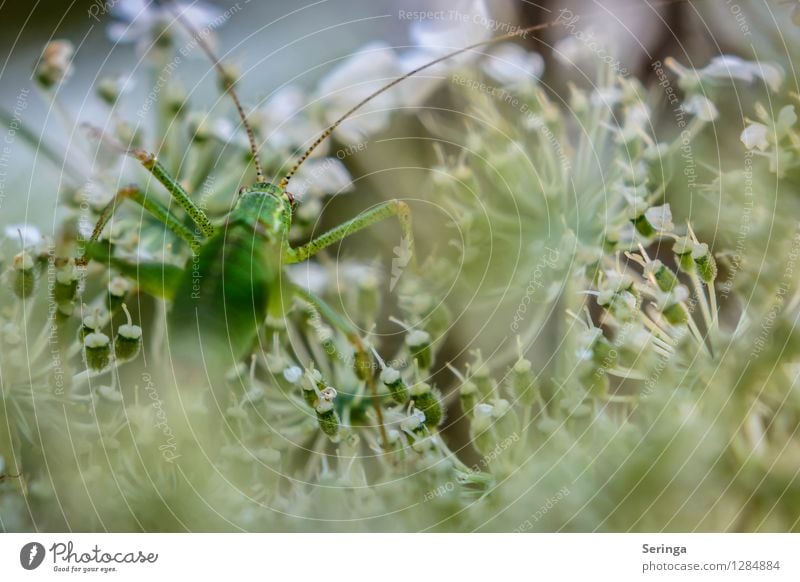 Gleich oben angekommen Umwelt Natur Landschaft Pflanze Tier Blume Gras Sträucher Garten Park Wiese Feld Wald 1 krabbeln springen Steppengrashüpfer Heuschrecke