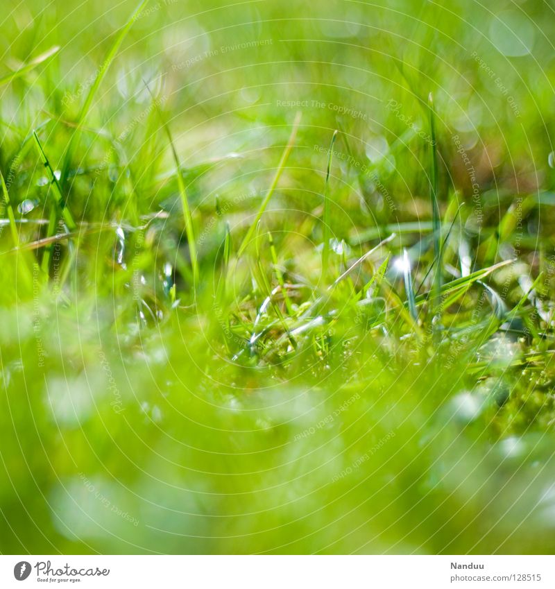 Alle schon gefunden? Wiese frisch grün Nest Osternest Frühling Sommer Wachstum gedeihen kuschlig Offenblende Unschärfe Tiefenschärfe knackig Leben Erholung