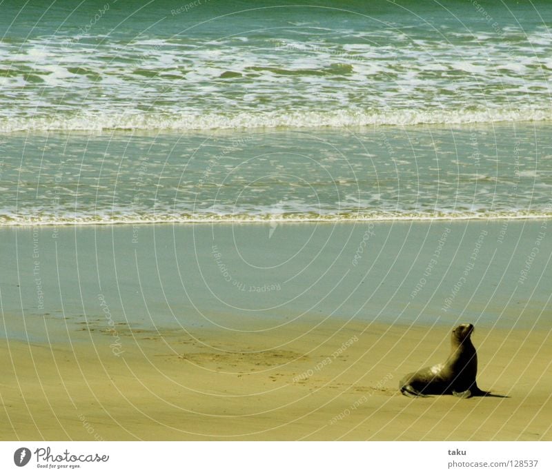 SEAL Neuseeland Südinsel Strand Meer Wellen durchdrehen Geschwindigkeit gefährlich Tier p.b. seal Bucht Wasser stranden faul sein Angeln im sand liegen