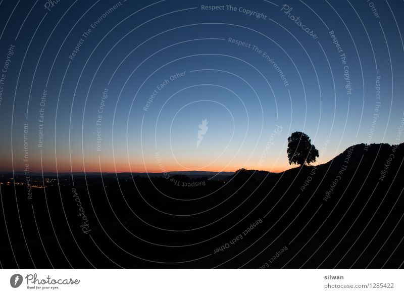 Standalone Baum Natur Landschaft Himmel Wolkenloser Himmel Horizont Sonnenaufgang Sonnenuntergang Schönes Wetter Blume Hügel berühren schlafen stehen Wachstum