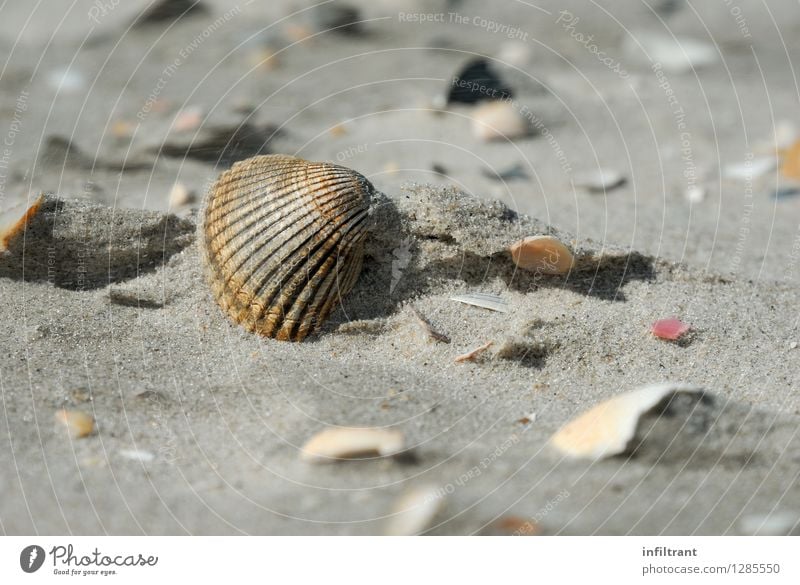 Muschel am Strand Sommer Meer Insel Sand Küste Nordsee ästhetisch natürlich braun grau orange ruhig Erholung Ferien & Urlaub & Reisen Natur Farbfoto