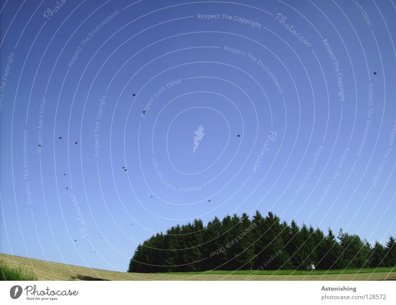 die Vögel Himmel Baum Wiese Feld Wald Vogel Schwarm fliegen blau grün Vogelschwarm Schatten Menschenleer viele Vogelflug