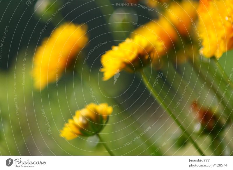 Blümchen gelb grün Unschärfe Blüte Blume Sommer Frühling Gesundheit blau Makrp Focus