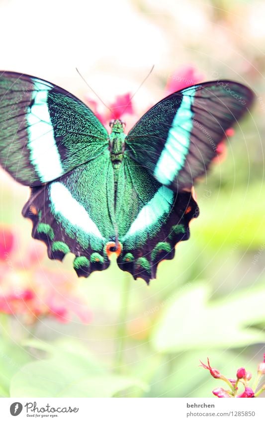 flatterhaft Natur Tier Pflanze Blume Blatt Blüte Garten Park Wiese Schmetterling Flügel grüner schwalbenschwanz 1 beobachten fliegen Fressen außergewöhnlich