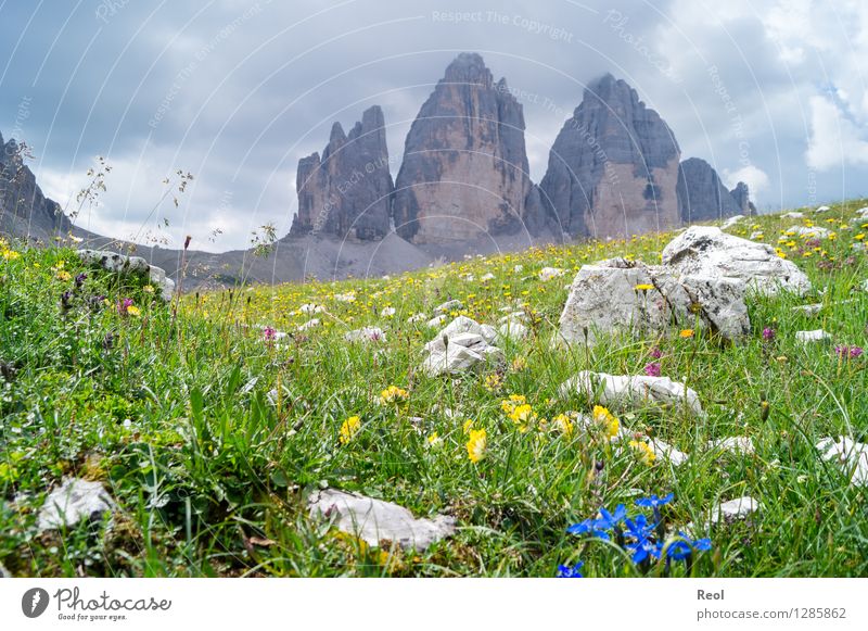 Drei Zinnen Ferien & Urlaub & Reisen Tourismus Ausflug Berge u. Gebirge wandern Umwelt Natur Landschaft Urelemente Wolken Sommer Gras Grünpflanze Enziangewächse