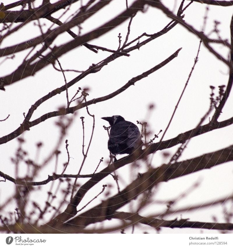 Rabe Rabenvögel Geäst Baumkrone Tier Vogel Krähe schwarz mystisch schlechtes Wetter Baustelle Ast Wolken