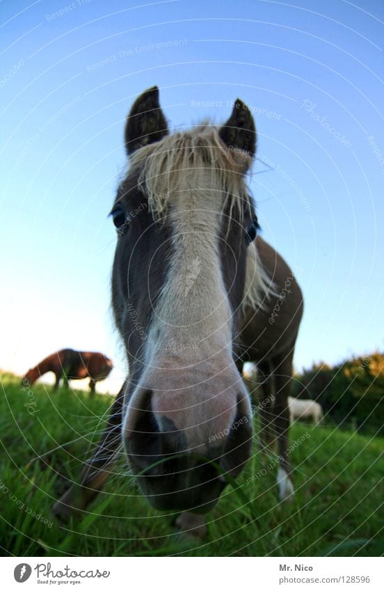 grasende Pferde Weide Gras Wiese grün Ponys Nüstern Mähne Borsten Neugier nah Weitwinkel Froschperspektive Pferdekopf Tier Säugetier vorwitzig Nahaufnahme Rasen