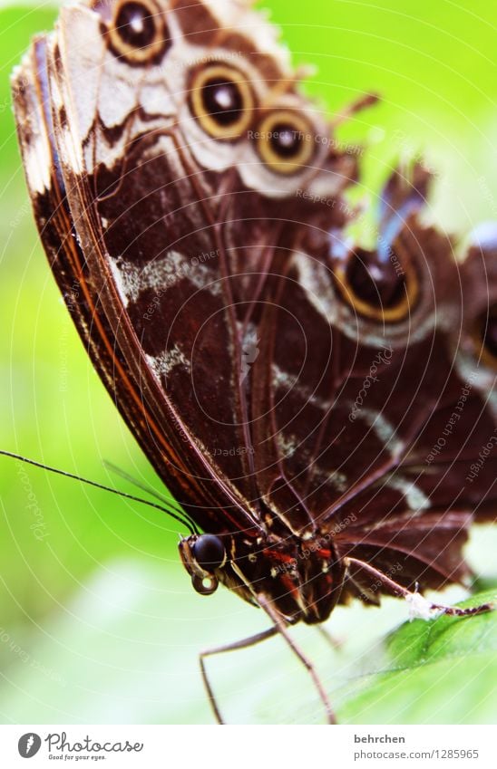 moin Natur Pflanze Tier Frühling Sommer Schönes Wetter Baum Blatt Garten Park Wiese Wildtier Schmetterling Tiergesicht Flügel blauer morphofalter 1 beobachten