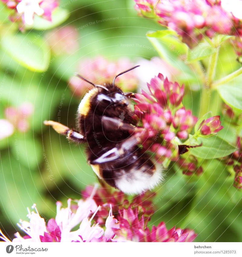 hangover Natur Pflanze Tier Frühling Sommer Schönes Wetter Blatt Blüte Kräuter & Gewürze Thymian Majoran Oregano Garten Park Wiese Wildtier Tiergesicht Hummel