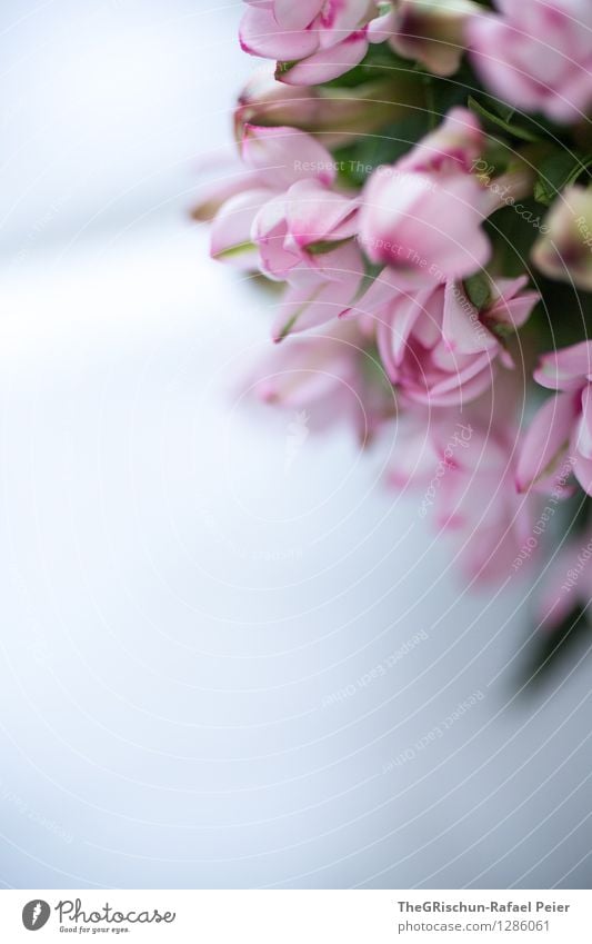 Noch blumiger Umwelt Natur Pflanze blau grau grün violett rosa schwarz silber weiß Blume verschönern Verlauf Muster Schwache Tiefenschärfe fest Blatt