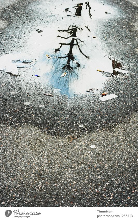 Karl jubelt. Umwelt Himmel Schönes Wetter Straße Wasser ästhetisch blau grau Gefühle dreckig Pfütze Asphalt Reflexion & Spiegelung Baum kahl Farbfoto