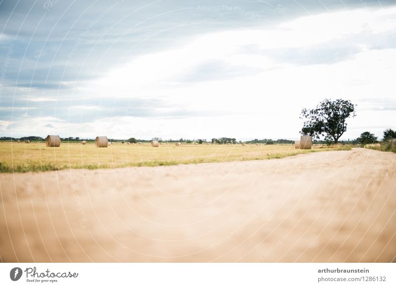 Heuballen Landschaft Freizeit & Hobby Ausflug Sommer Landwirtschaft Forstwirtschaft Umwelt Natur Sand Himmel Wolken Schönes Wetter Wärme Pflanze Nutzpflanze