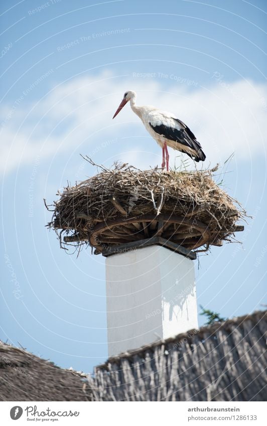 Storch im Nest Haus Natur Himmel Wolken Sommer Schönes Wetter Dorf Fischerdorf Dach Tier Wildtier Vogel Federvieh 1 Nestbau Schilfrohr Holz Blick stehen