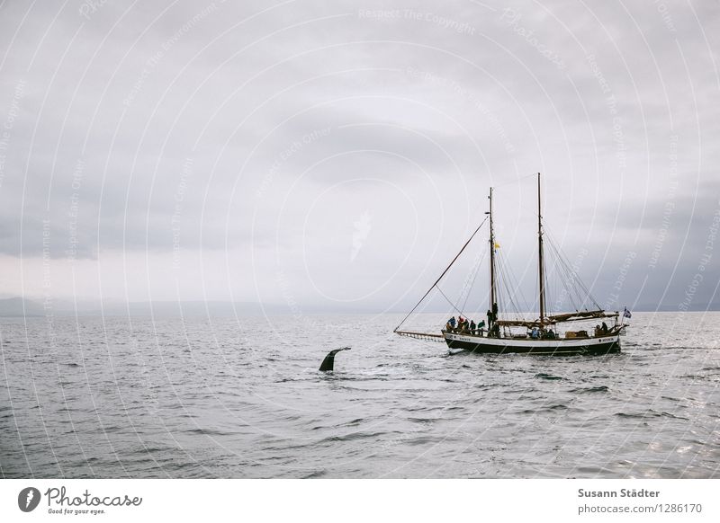 hej whale Schifffahrt Bootsfahrt Passagierschiff Schwimmen & Baden Wal Walfang Island husavik Meer Fischerboot Ausflugsschiff Walbeobachtung Farbfoto