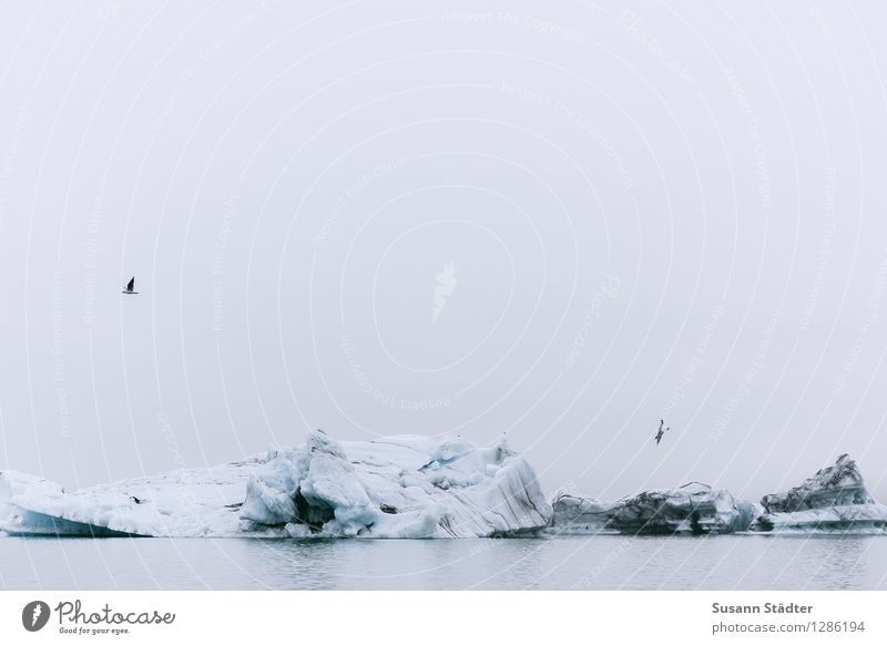 Jökulsárlón Eisberg Schwimmen & Baden eiskalt Eiswasser Möven Island Gletschereis Gletscherschmelze Gletschersee Gletscher Vatnajökull