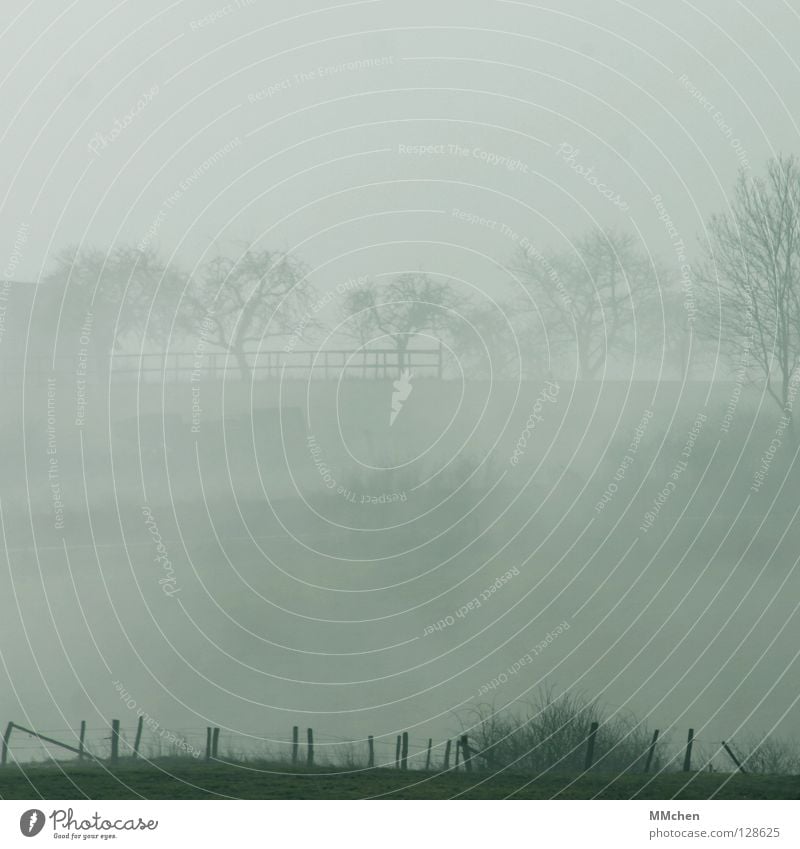 Schemenhaft Nebel Baum Sträucher Nebelbank dunkel weiß Morgennebel Durchblick Tau Raureif kalt trist schlechtes Wetter Landleben mystisch Eifel Wiese Zaun