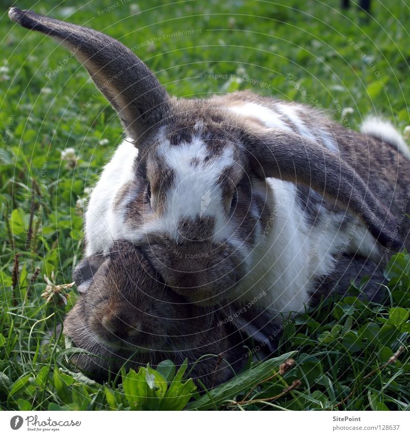 Hasenliebe Hase & Kaninchen Gras Nachkommen Ehe Hängeohr süß kuschlig Säugetier Liebe Langohr Osterhase