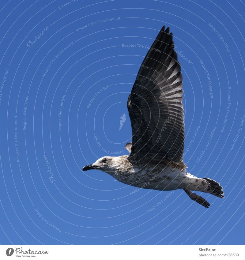 Frei Möwe Vogel Ferien & Urlaub & Reisen Luft frei fliegen blau Himmel