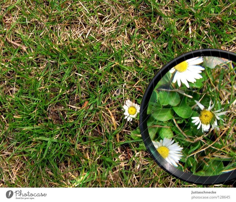 Freigeschaufelt Lupe vergrößert Blume Gänseblümchen Gras Frühling groß klein Pflanze Wachstum gewachsen grün weiß gelb niedlich Schneeschmelze Freude Garten