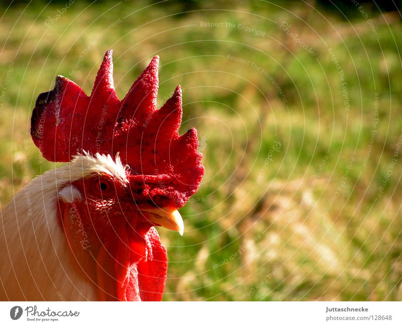 Kikeriki Hahn Haushuhn Hahnenkamm Krähe Bauernhof Feld Vogel grün rot Schnabel Tier Nutztier Kamm Garten fliegen Feder Gockelhahn Juttaschnecke Grillhuhn Hendl