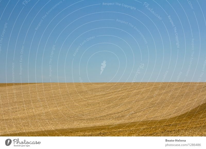 weiche Linien Natur Landschaft Wolkenloser Himmel Sommer Schönes Wetter Nutzpflanze Feld Arbeit & Erwerbstätigkeit leuchten liegen träumen warten