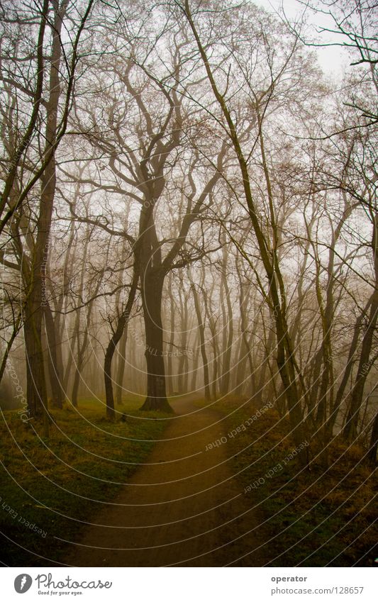 verloren Wald Nebel Baum Geäst Herbst Laubwald Wege & Pfade Ast