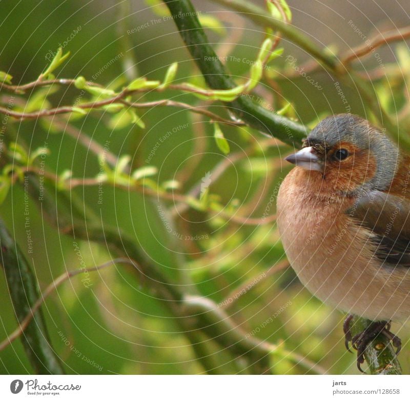 Buchfink Fink Vogel Baum Blatt Feder Einsamkeit Schabel jarts Garten