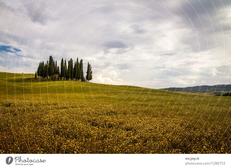 Zypressengärtchen Ferien & Urlaub & Reisen Ausflug Sommer Sommerurlaub Umwelt Natur Landschaft Pflanze Himmel Wolken Horizont Klima Klimawandel Baum Klee Wiese