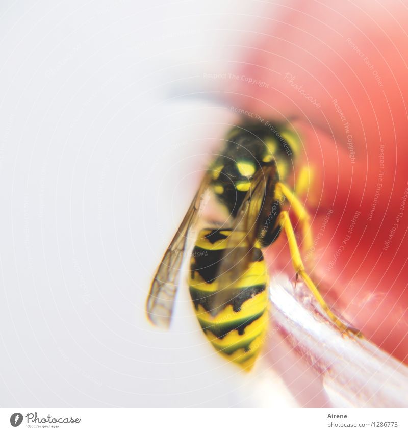 0815 AST | Erdbeer mag ich am liebsten Marmelade Tier Insekt Wespen fliegen Fressen gelb rot schwarz weiß bedrohlich Diebstahl genießen Frühstück entwenden