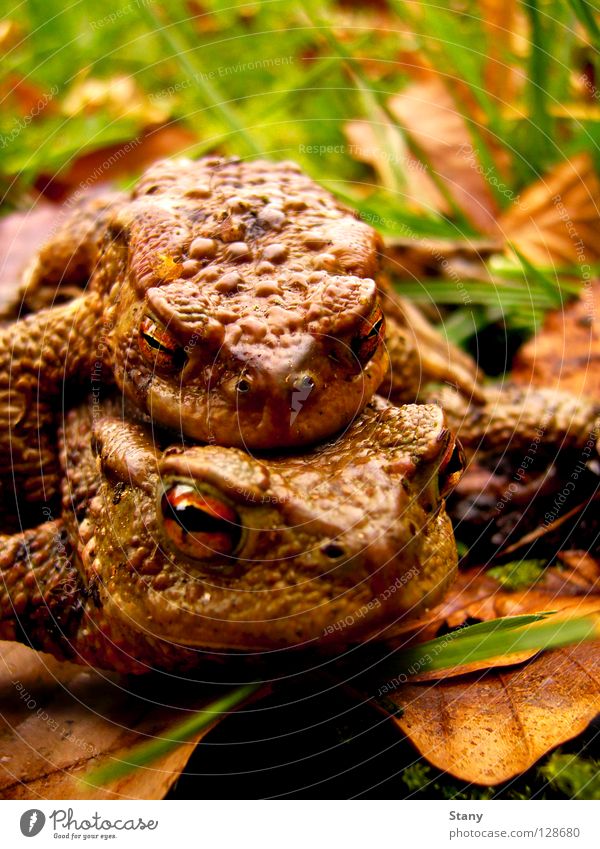 Zu Zweit Krötenwanderung Gras Blatt nass anstrengen Makroaufnahme Nahaufnahme Männlein Krötenpaar Auf der Reise Regen tragen Zukunft sichern