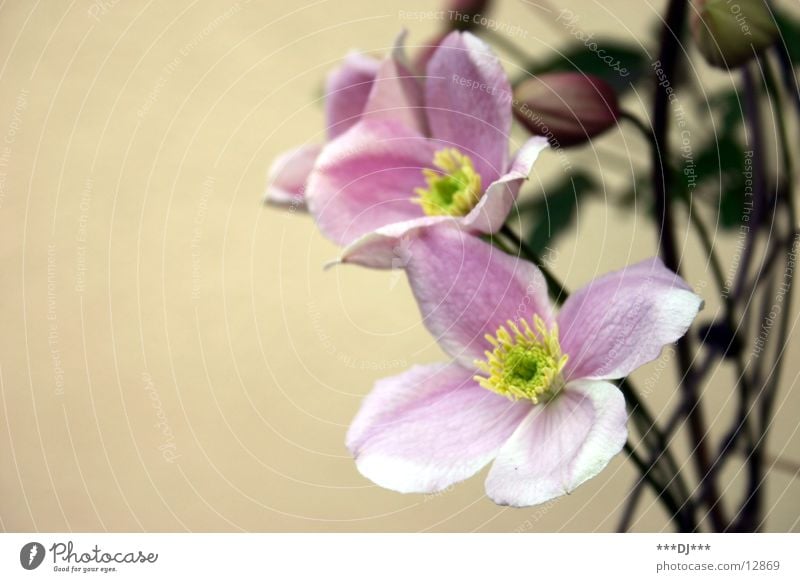 Bienentankstelle Blume Blüte grün Pflanze Sommer Frühling Wachstum Sträucher Blühend Natur