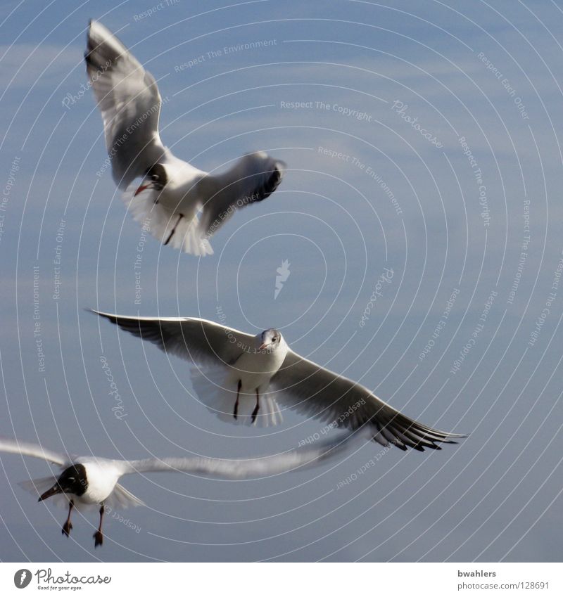 Möwen weiß 3 Wolken See Himmel Vogel blau fliegen Flügel Feder Freiheit Bodensee