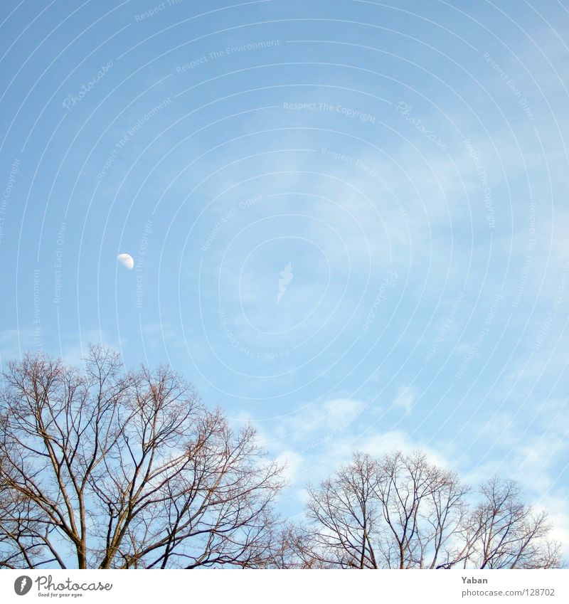 New moon on monday Wolken Baum Geäst Park Himmelskörper & Weltall Mond Mondtag Mond am Tageshimmel blau Ast